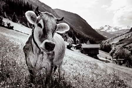 Zillertaler Heumilch