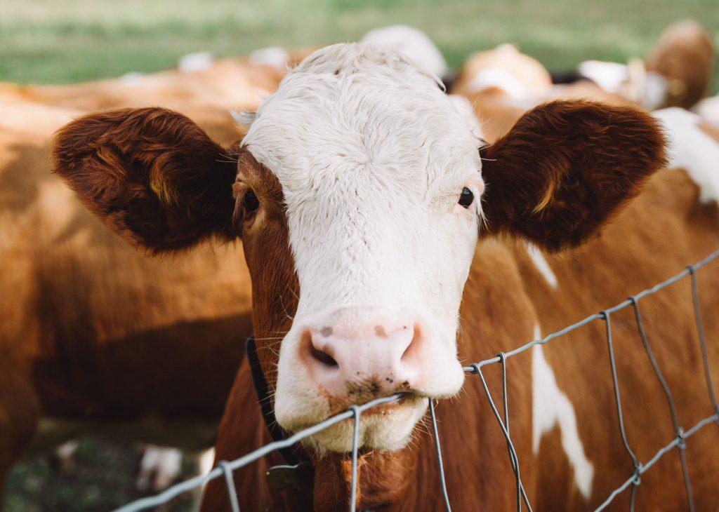 Kalb-unsplash